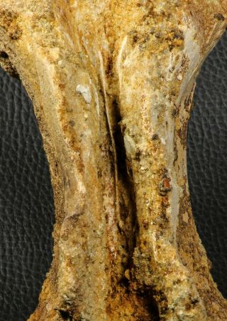07193 - Top Rare 6.  03 Inch Spinosaurid Dinosaur Partial Vertebra Bone Cretaceous 7