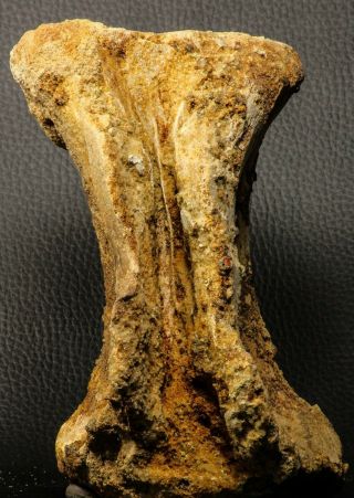 07193 - Top Rare 6.  03 Inch Spinosaurid Dinosaur Partial Vertebra Bone Cretaceous 8