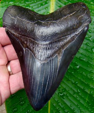 Megalodon Shark Tooth 5 & 1/8 In.  Jet Black W/gold Pyrite - No Restorations