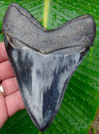 Megalodon Shark Tooth 5 & 1/8 in.  JET BLACK w/GOLD PYRITE - NO RESTORATIONS 2