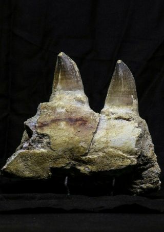07019 - Top Huge 5.  92 Inch Mosasaur (prognathodon Anceps) Partial Jaw Bone
