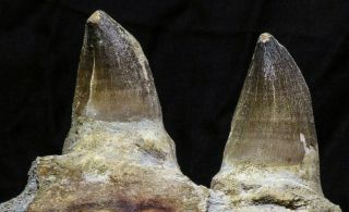 07019 - Top Huge 5.  92 Inch Mosasaur (Prognathodon anceps) Partial Jaw Bone 2
