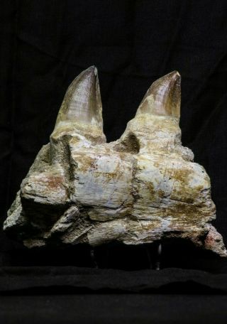 07019 - Top Huge 5.  92 Inch Mosasaur (Prognathodon anceps) Partial Jaw Bone 3