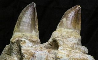07019 - Top Huge 5.  92 Inch Mosasaur (Prognathodon anceps) Partial Jaw Bone 4