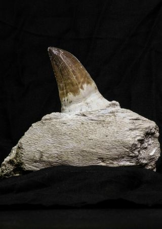 07018 - Top Huge 5.  74 Inch Mosasaur (prognathodon Anceps) Tooth In Jaw Bone