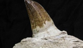 07018 - Top Huge 5.  74 Inch Mosasaur (Prognathodon anceps) Tooth in Jaw Bone 2