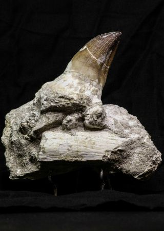 07018 - Top Huge 5.  74 Inch Mosasaur (Prognathodon anceps) Tooth in Jaw Bone 3