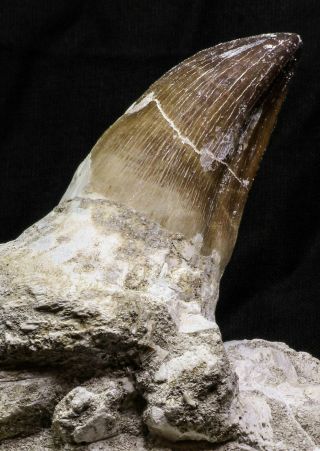 07018 - Top Huge 5.  74 Inch Mosasaur (Prognathodon anceps) Tooth in Jaw Bone 4