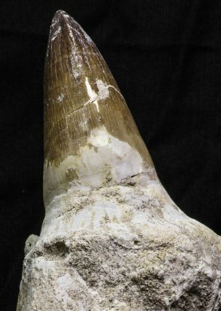 07018 - Top Huge 5.  74 Inch Mosasaur (Prognathodon anceps) Tooth in Jaw Bone 5