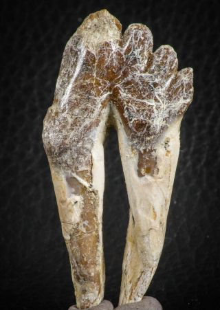 07098 - Top Rare 2.  39 Inch Pappocetus Lugardi (whale Ancestor) Molar Rooted Tooth