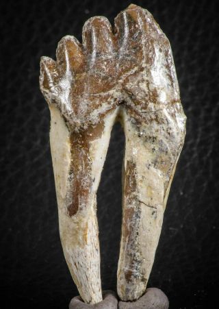 07098 - Top Rare 2.  39 Inch Pappocetus lugardi (Whale Ancestor) Molar Rooted Tooth 2