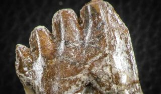 07098 - Top Rare 2.  39 Inch Pappocetus lugardi (Whale Ancestor) Molar Rooted Tooth 5