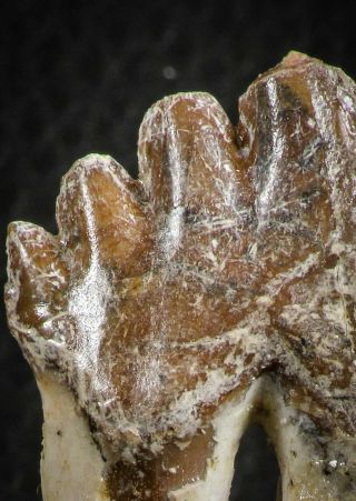 07098 - Top Rare 2.  39 Inch Pappocetus lugardi (Whale Ancestor) Molar Rooted Tooth 6