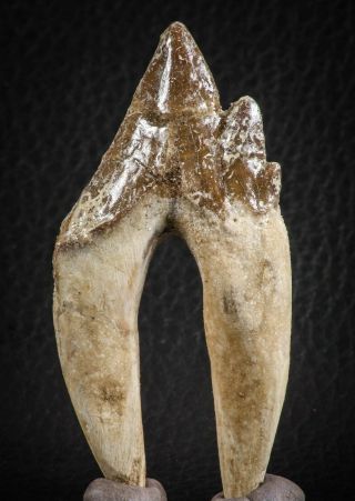 07099 - Top Rare 2.  94 Inch Pappocetus Lugardi (whale Ancestor) Molar Rooted Tooth