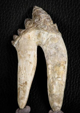 07101 - Top Rare 4.  50 Inch Pappocetus Lugardi (whale Ancestor) Molar Rooted Tooth