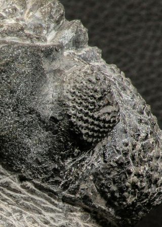 07752 - Top 4.  12 Inch Drotops armatus Middle Devonian Trilobite 7