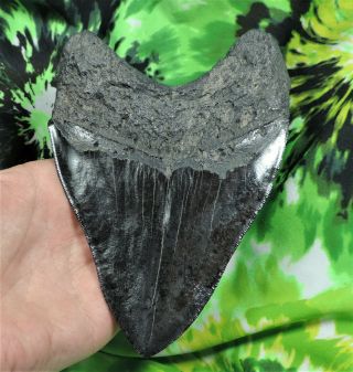 Megalodon Sharks Tooth 5 3/4  Inch No Restorations Fossil Sharks Teeth Tooth