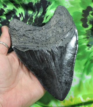 Megalodon Sharks Tooth 5 3/4  inch NO RESTORATIONS fossil sharks teeth tooth 2