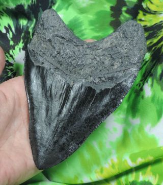 Megalodon Sharks Tooth 5 3/4  inch NO RESTORATIONS fossil sharks teeth tooth 3