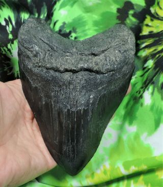Megalodon Sharks Tooth 5 3/4  inch NO RESTORATIONS fossil sharks teeth tooth 4