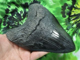Megalodon Sharks Tooth 5 3/4  inch NO RESTORATIONS fossil sharks teeth tooth 5