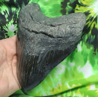 Megalodon Sharks Tooth 5 3/4  inch NO RESTORATIONS fossil sharks teeth tooth 6