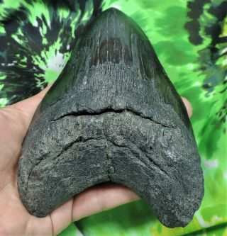 Megalodon Sharks Tooth 5 3/4  inch NO RESTORATIONS fossil sharks teeth tooth 7