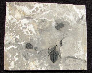 Perfect Amecephalus Jamisoni Trilobite Fossil With Wapkia Sponge On The Back