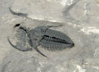 PERFECT Amecephalus jamisoni trilobite fossil With Wapkia sponge on the back 2
