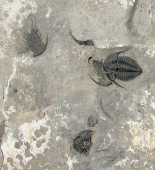 PERFECT Amecephalus jamisoni trilobite fossil With Wapkia sponge on the back 3