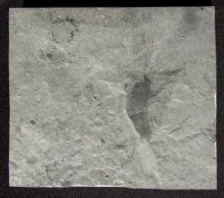 PERFECT Amecephalus jamisoni trilobite fossil With Wapkia sponge on the back 4