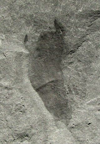 PERFECT Amecephalus jamisoni trilobite fossil With Wapkia sponge on the back 5