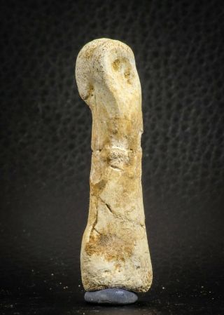 07564 - Great 2.  42 Inch Spinosaurus Dinosaur Hand (Manus) Phalanx Bone Kem Kem 2