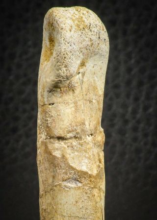 07564 - Great 2.  42 Inch Spinosaurus Dinosaur Hand (Manus) Phalanx Bone Kem Kem 7