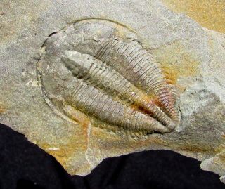 Large Amecephalus Trilobite Fossil