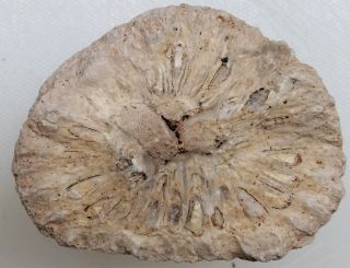 Fossil Araucaria Mirabilis Pine Cone