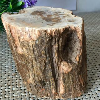 633g Natural Petrified Wood Fossil Crystal Polished Slice Madagascar L4