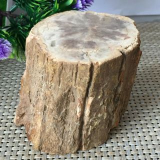 633g Natural Petrified Wood Fossil Crystal Polished Slice Madagascar L4 2