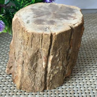 633g Natural Petrified Wood Fossil Crystal Polished Slice Madagascar L4 3