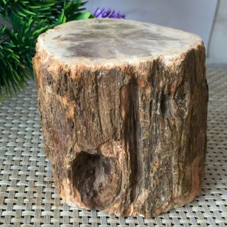 633g Natural Petrified Wood Fossil Crystal Polished Slice Madagascar L4 6