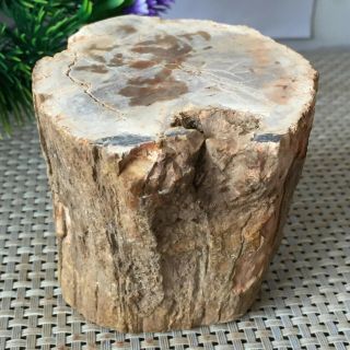 633g Natural Petrified Wood Fossil Crystal Polished Slice Madagascar L4 8