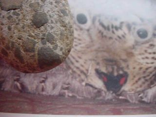 Monks Magic Snow Leopard Tibetan,  Healing Cat Magical Black,  N,  Gold Stone,  W,  Stand
