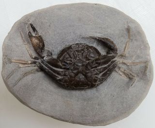 Pulalius Vulgaris Lincoln Creek Gray County Washington Fossil Crab