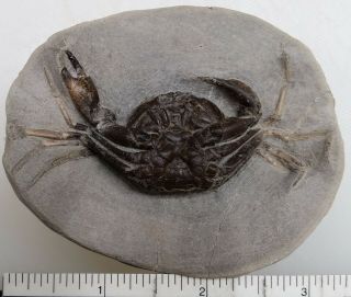 Pulalius vulgaris Lincoln Creek Gray County Washington Fossil Crab 3