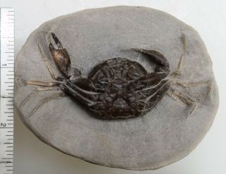 Pulalius vulgaris Lincoln Creek Gray County Washington Fossil Crab 4