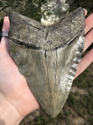 Huge 5.  97” Megalodon Tooth Fossil Shark Teeth Weighs 1 Pound Patho 12