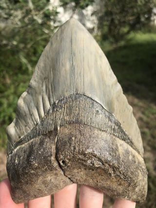Huge 5.  97” Megalodon Tooth Fossil Shark Teeth Weighs 1 Pound Patho