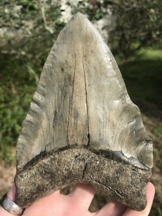 Huge 5.  97” Megalodon Tooth Fossil Shark Teeth Weighs 1 Pound Patho 2