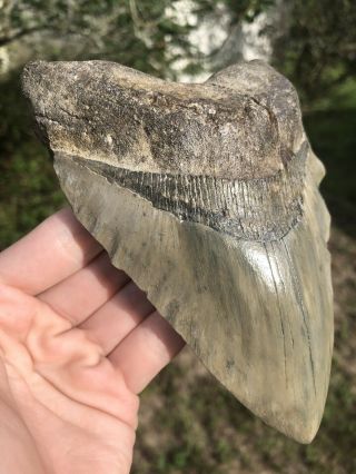 Huge 5.  97” Megalodon Tooth Fossil Shark Teeth Weighs 1 Pound Patho 4