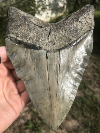 Huge 5.  97” Megalodon Tooth Fossil Shark Teeth Weighs 1 Pound Patho 6